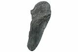Partial Fossil Megalodon Tooth - South Carolina #293953-1